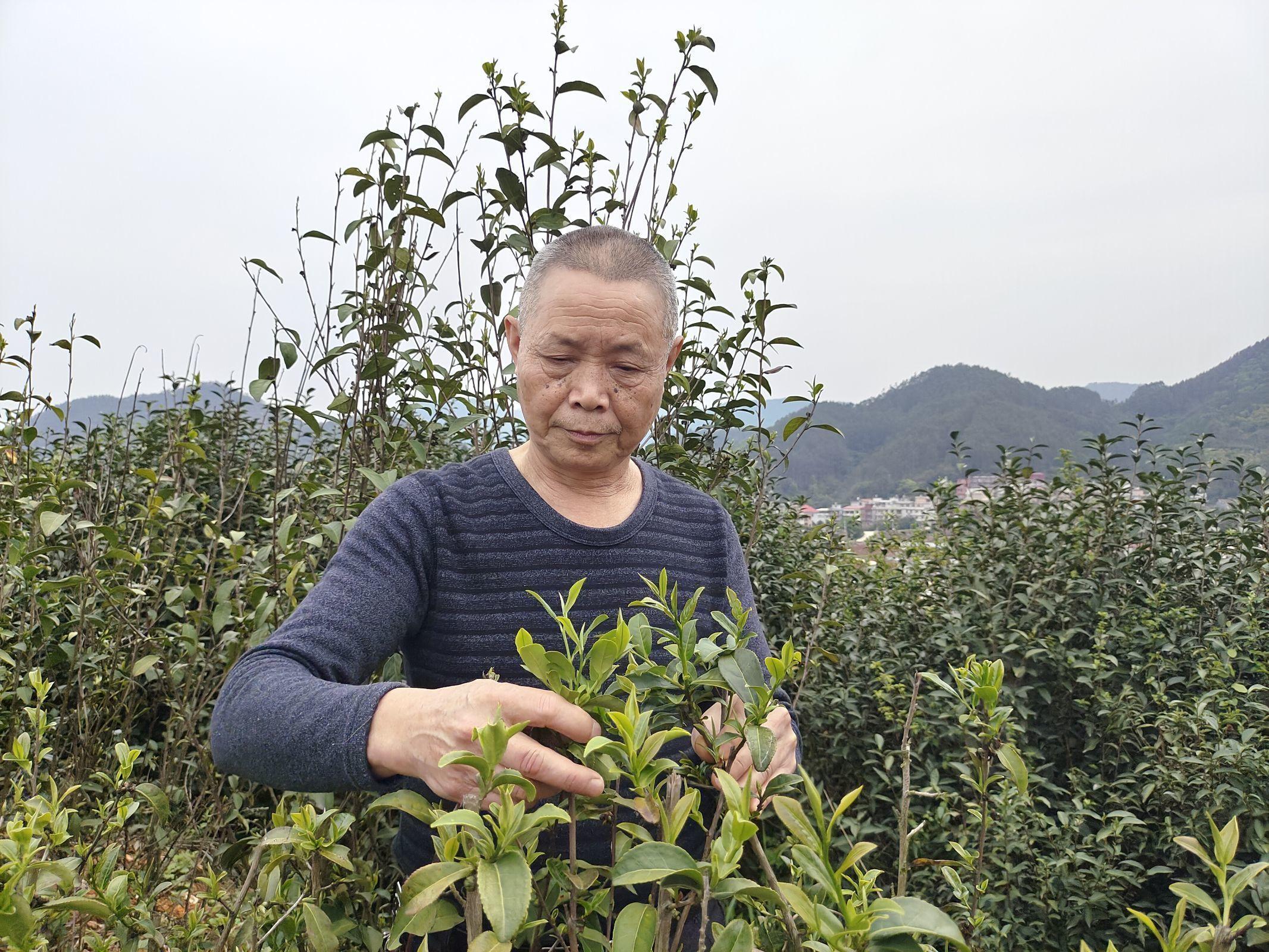 茶叶稀土最新消息｜稀土元素在茶叶中的最新动态